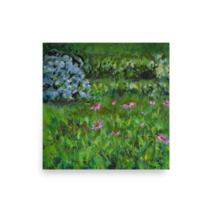 Hydrangeas at the Cape